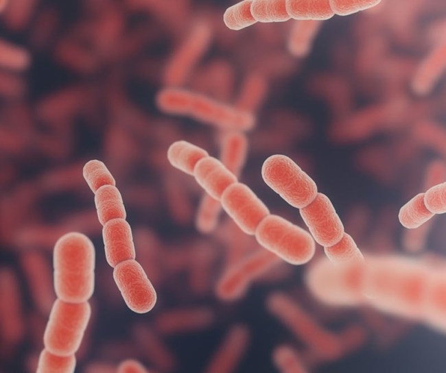 Pneumokocker - Hjärnhinneinflammation - MSD Sverige